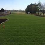 grass